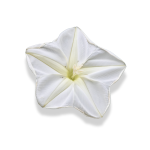 Moonflower
