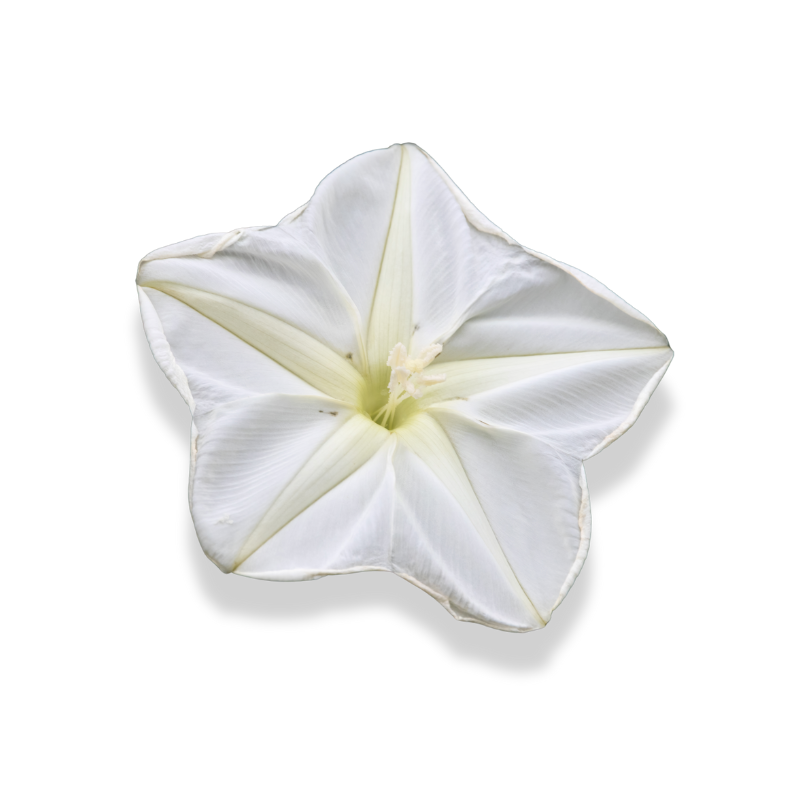 Moonflower
