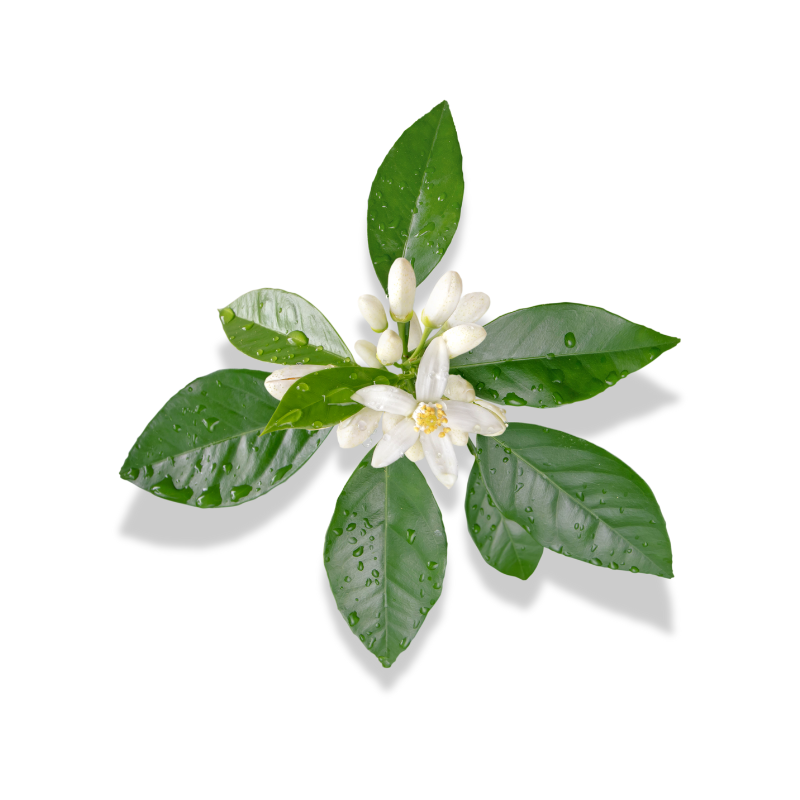 Orange Blossom