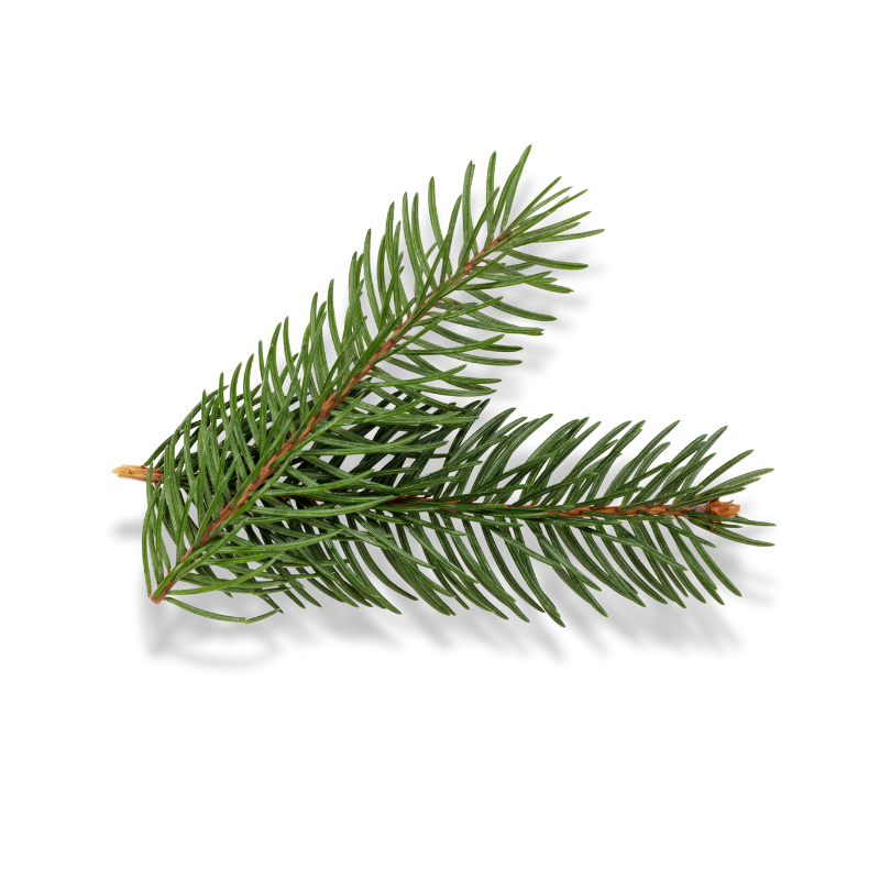 Spruce
