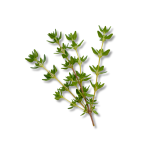 Thyme
