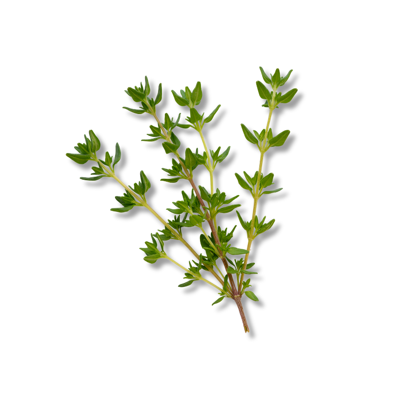 Thyme