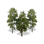Woods