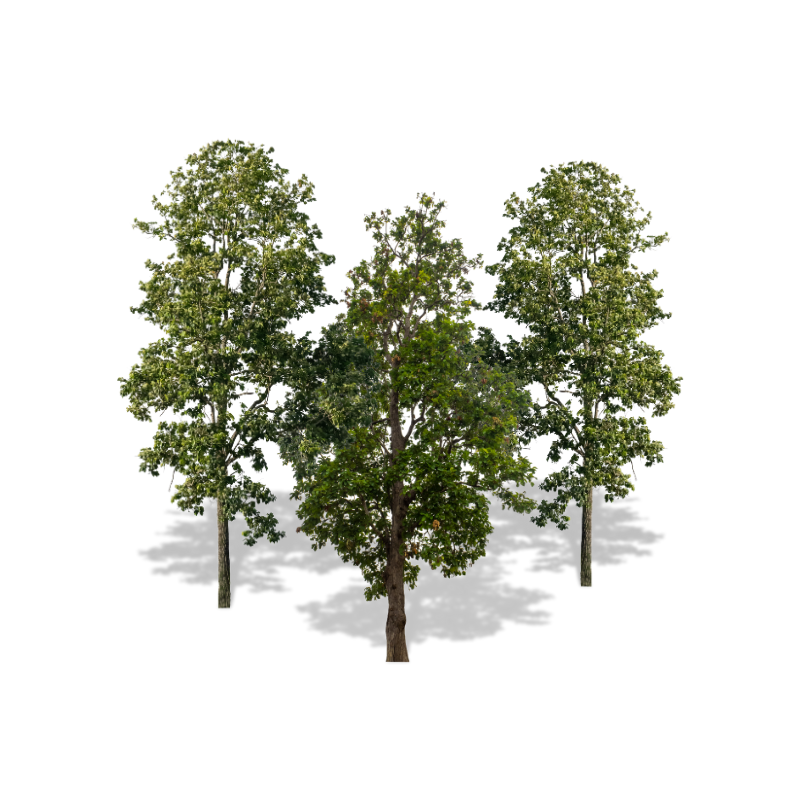 Woods