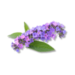 Heliotrope